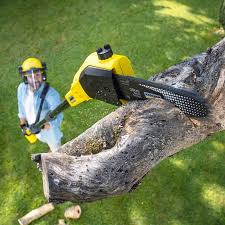 Professional  Tree Services in Robert Lee, TX