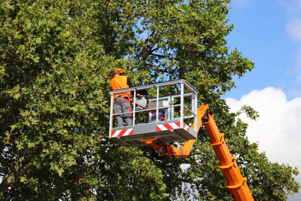 Why Choose Our Tree Removal Services in Robert Lee, TX?